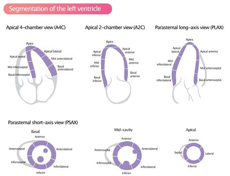 echo lv segments|left ventricular segmentation diagram.